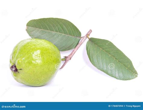 Asian Guava Fruit Psidium Guajava With Large Stalk And Green Leaves