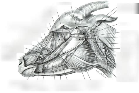 goat head anatomy diagram Diagram | Quizlet