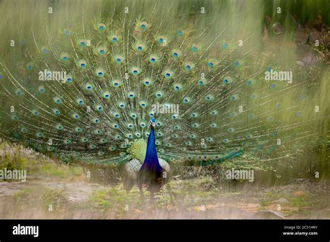 Dancing Peacock Images In Rain