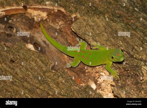 Madagascar Giant Day Gecko Phelsuma Grandis Nosy Komba Northwest