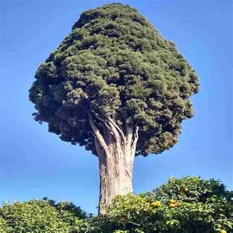 Tree - Trees in Nepal | Evertreen