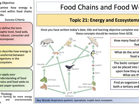 Energy And Ecosystems Oxford Aqa A Level Biology Teaching Resources