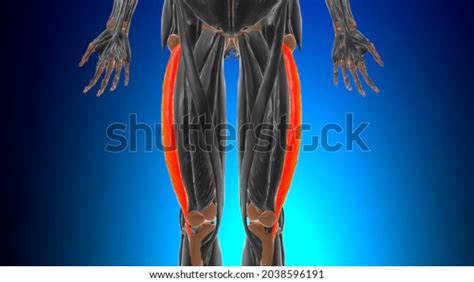 의학 개념 3D 그림을 위한 Vastus 스톡 일러스트 2038596191 Shutterstock