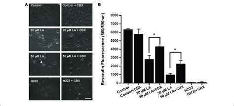 Dose Dependent Decrease In Hle B3 Cell Viability Induced By Linoleic