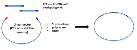 Addgene: Cloning