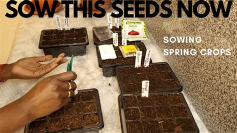 Part Seeds To Sow In February Detailed Seed Sowing In