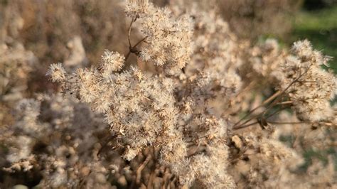 Late Boneset A Complete Guide To Eupatorium Serotinum Growit Buildit