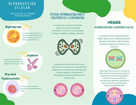 Reproduccion Celular Procesos Fundamentales Explorar Exploraremos Los