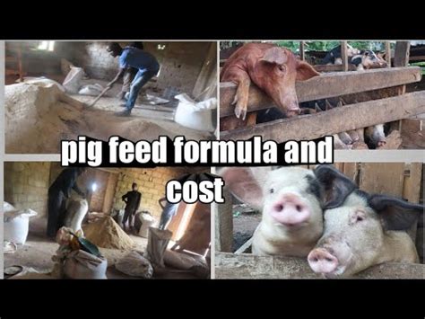 Best Pig Feed Formula And Cost In 2021 How To Feed Pigs YouTube