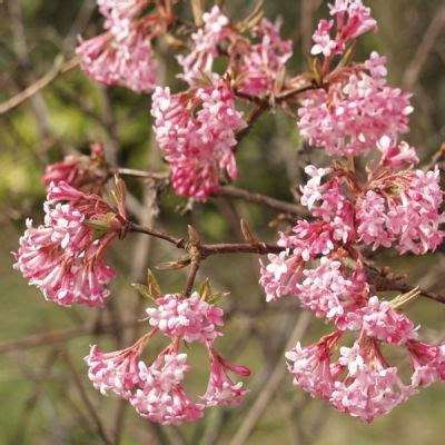 Viorne D Hiver Viburnum Bodnantense X Dawn Arbres Et Arbustes D