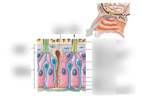 Nasal Diagram #2 Diagram | Quizlet