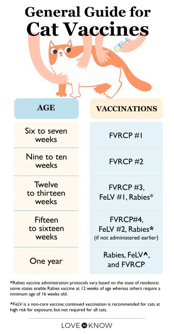 Kitten Vaccine Guide Kitten Vaccine Tracker Digital 58 Off