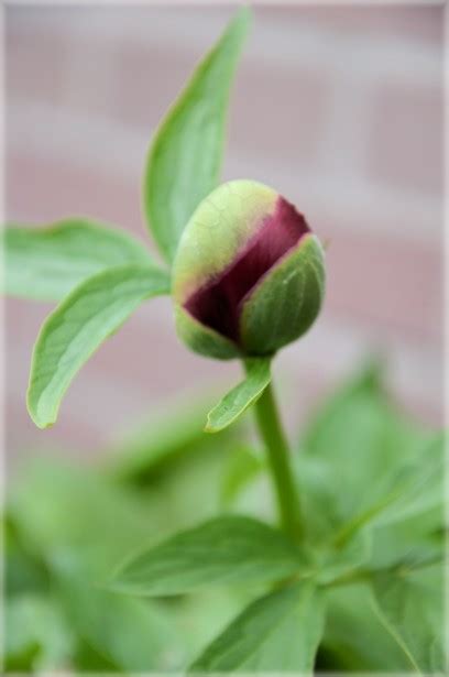 Flower Bud Free Stock Photo - Public Domain Pictures