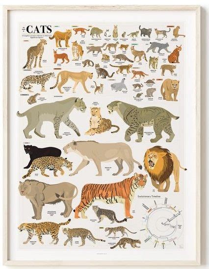 Felidae Species List by Genus - Wild Cat List by Genus