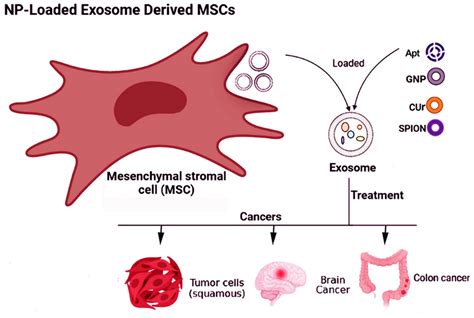 Application Of Nanoparticle Loaded Mscs Exo For Targeted Therapy