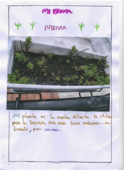 La Libreta De B Laura P Investiga Las Plantas Medicinales De Su Casa