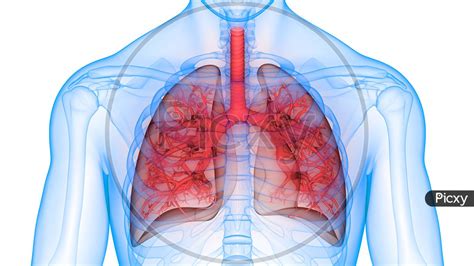 Simple Lungs Diagram