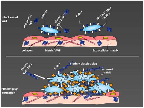 Jcm Free Full Text Diagnosis And Treatment Of Von Willebrand Disease And Rare Bleeding Disorders