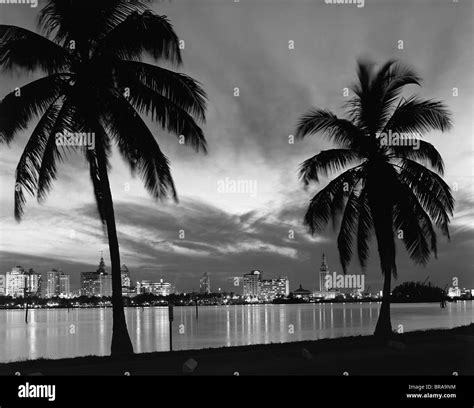 Miami skyline avec palmier Banque de photographies et dimages à haute