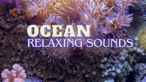 Underwater ocean life | Relaxing Sounds | White noise | 19 - YouTube