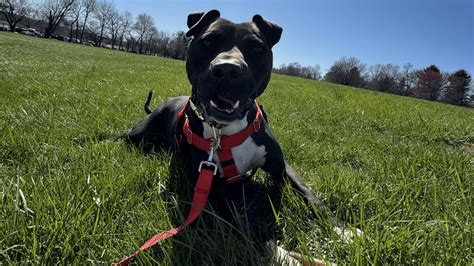 Perro Que Pasó 886 Días En Un Refugio Recibió Un Regalo Sorprendente En