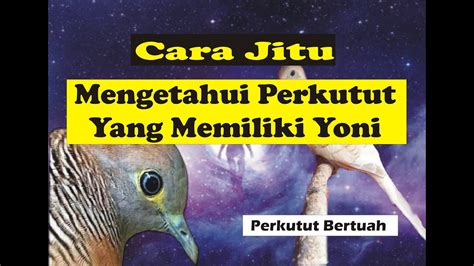 CIRI CIRI PERKUTUT YANG MEMILIKI YONI 7 Ciri Perkutut Bertuah