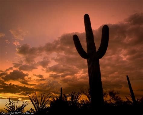 Photographing Cacti and Desert Succulents