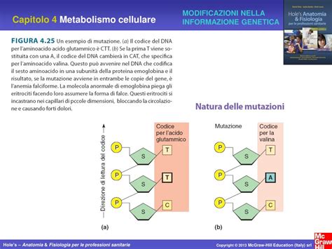 PPT Capitolo 4 Metabolismo Cellulare PowerPoint Presentation Free