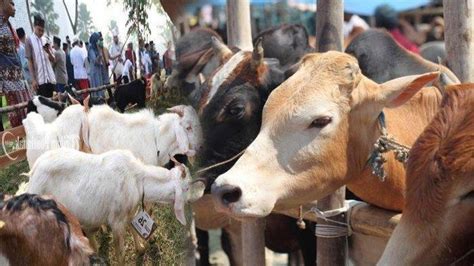 Penjelasan Tentang Lebih Baik Kurban Patungan Sapi Atau Kambing