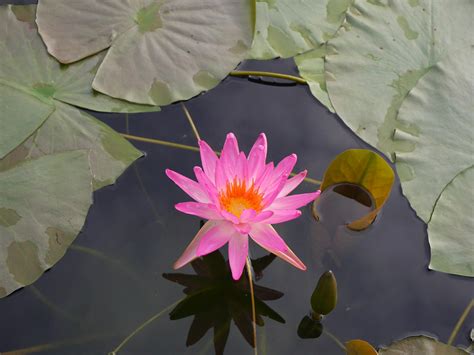 Nymphaea Turtle Island Tropic Star HxT ISG Waterlily 0 Flickr