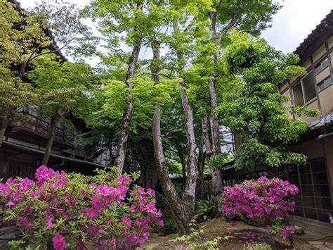 今日の新井旅館 伊豆修善寺温泉 登録有形文化財 新井旅館 ブログ 「あらゐ日記」