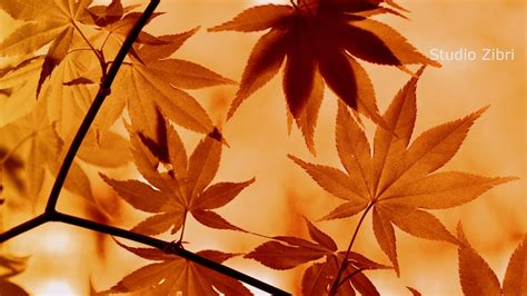 Fall Leaves Zoom Virtual Background