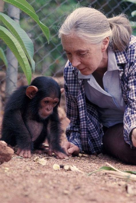 My visit to the jane goodall institute chimp eden for endangered ...