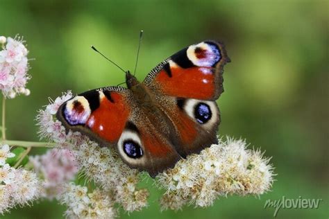 Uma Borboleta Grande Colorida Senta Se Em Uma Flor Branca Adesivos