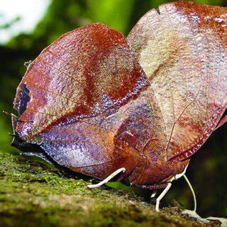 C Se conocen dos especies de jutía en la Sierra, incluyendo la jutía... | Download Scientific ...