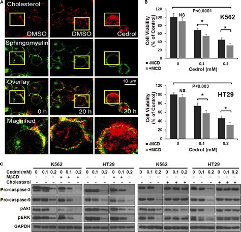 Frontiers Sesquiterpene Alcohol Cedrol Chemosensitizes Human Cancer