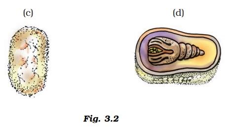 Write a caption for each of the figures given as Figure 3.2 (a–d).