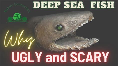 Why Are Deep Sea Creatures Scary And Ugly Mariana Trench Creature