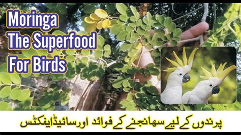 How To Make Moringa Leaves Powder For Birds Moringa Powder Breeding