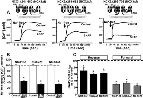 Effect Of The NO Donor SNAP On The Activity Of NCX1 F NCX2 F And