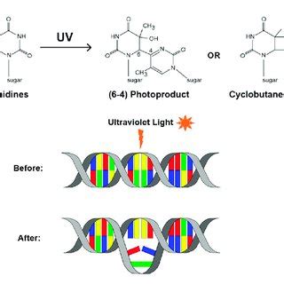 Uv Induced Dna Lesions A Uv Exposure Can Cause Neighboring