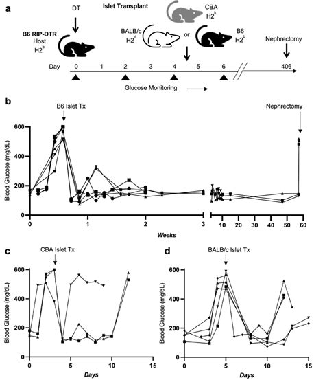 Islet Transplantation In Diabetic B Rip Dtr Mice A Schematic Of