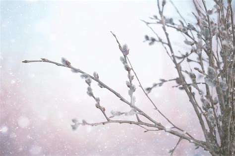 Premium Photo Pussy Willow Willow Branches Bloom Spring Concept