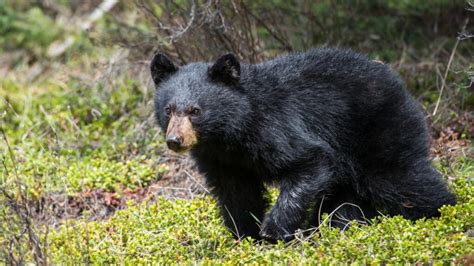 Black Bear Population by State | Official Estimates - EXOtella