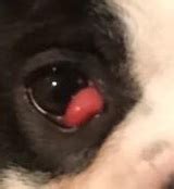 Cherry Eye In Dogs, Stay Calm Even Though It Looks Alarming! | Remedies and Options For Treating ...