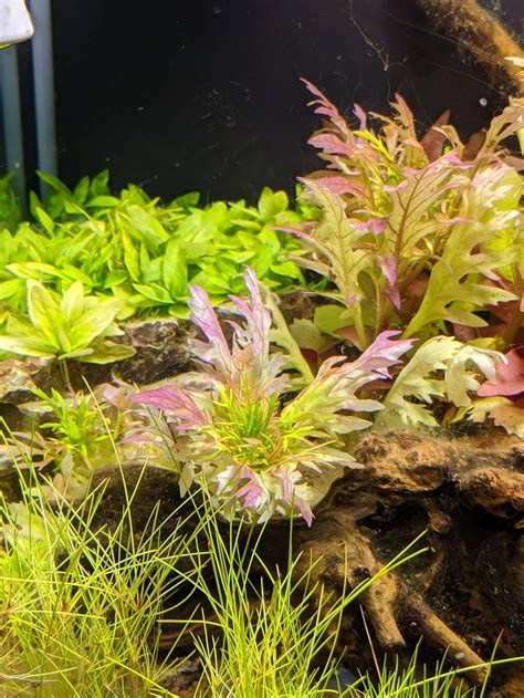 Water wisteria coloration : PlantedTank