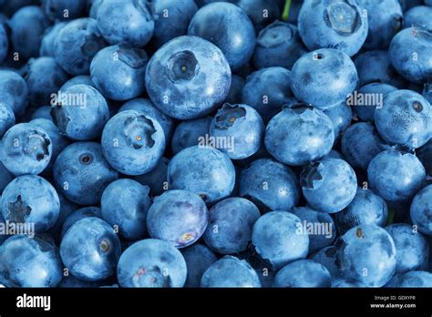 Fresh Blueberries Background Stock Photo Alamy