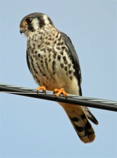 American Kestrel Falcon Bird Kestrel American 20 Inch By 30 Inch