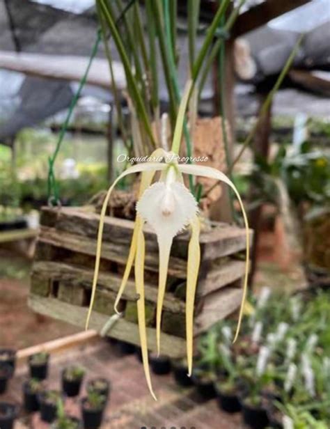 Brassavola cucullata pré adulta