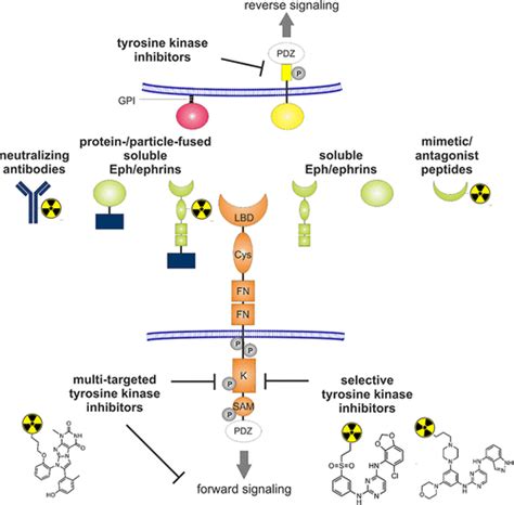 Radiopharmacologists And Radiochemists View On Targeting The Eph